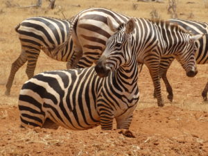 Zebra