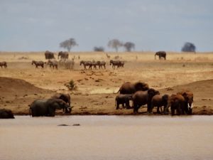 Elephants, zebras and a hippo at a water hole in Kenya