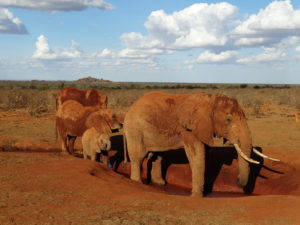 Red elephants in Tsavo East, Kenya